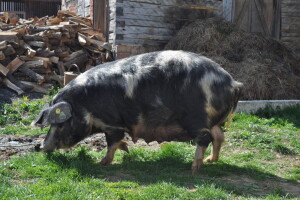 Imamo novu zaštićenu izvornu pasminu svinja u Hrvatskoj - banijsku šaru!