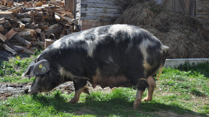 Imamo novu zaštićenu izvornu pasminu svinja u Hrvatskoj - banijsku šaru!