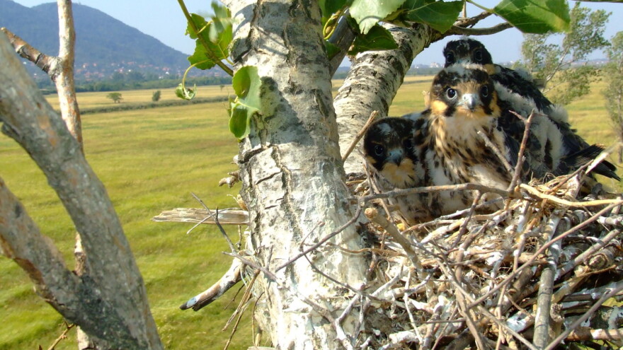 Vojvodini nedostaje 170.000 hektara novih šuma
