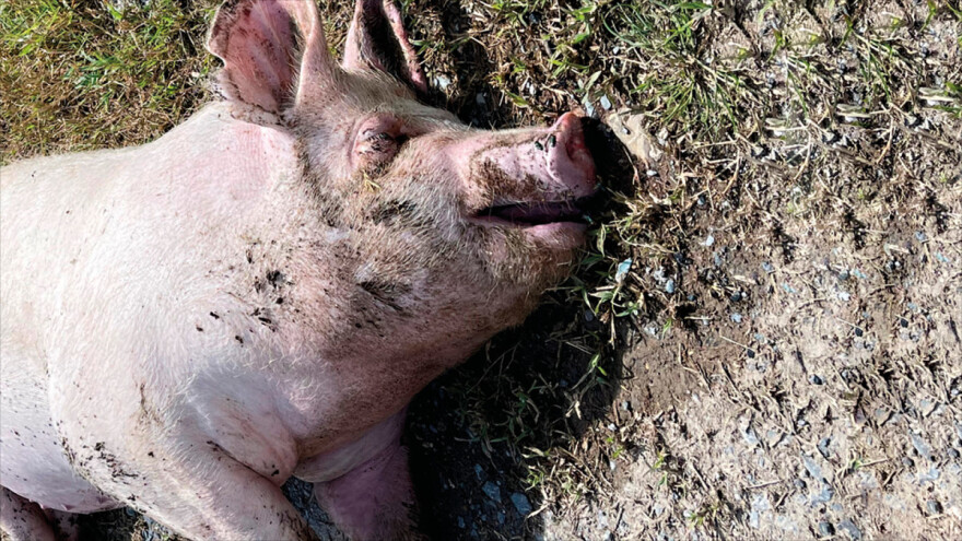 Godinama krali meso sa stočnog groblja, a najvjerojatnije ga i prodavali?