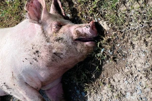 Godinama krali meso sa stočnog groblja, a najverovatnije ga i prodavali?