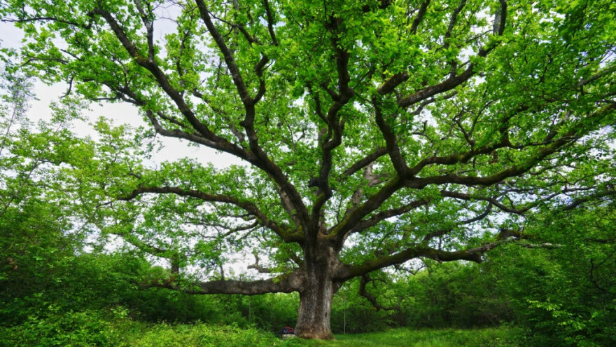 Trinaest je kandidata za Hrvatsko stablo 2021. - kako i zašto glasati?