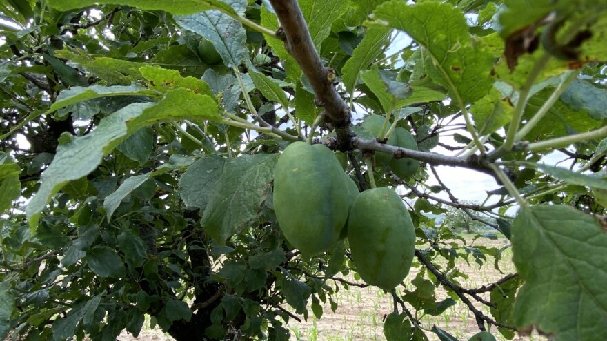 Šljivina pipa dovodi do preranog opadanja plodova