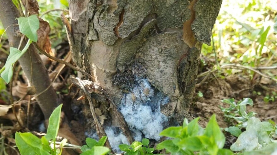 Zaštita jabuke od krvave uši