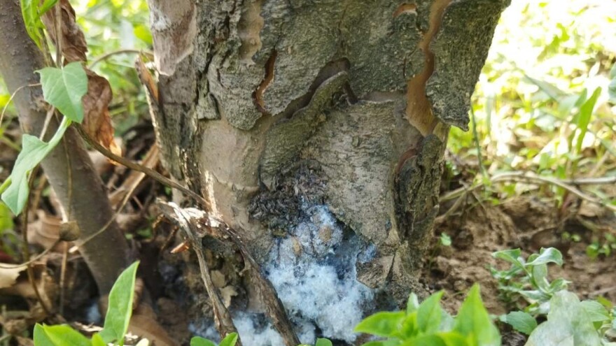 Zaštita jabuke od krvave vaši