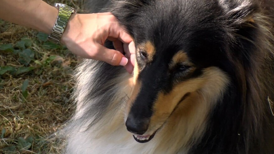 Od seoskog dvorišta do svjetske pozornice: Najvjerniji čuvari zasjali na izložbi