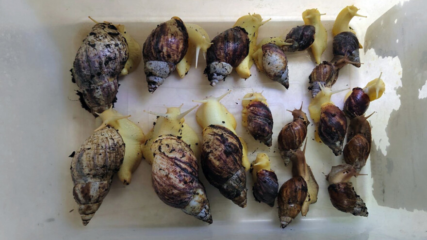 Uhapšena za držanje mladunčeta lava i albino afričkih puževa