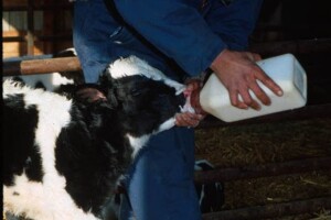 Agro Zemlja 2008 Bizovac i farma Topolik