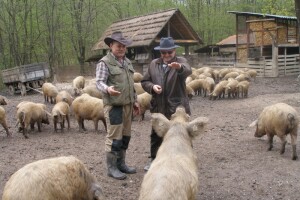 Turopoljska svinja - (ne)zaštićena stara genetika