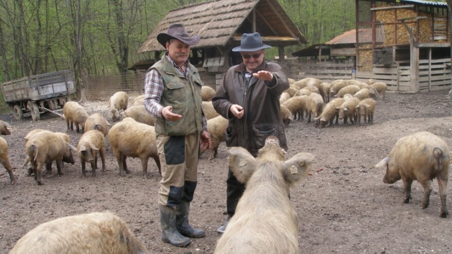 Turopoljska svinja - (ne)zaštićena stara genetika