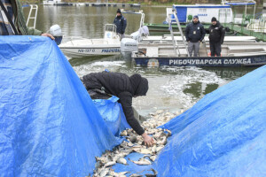 Poribljavanje na 23 lokacije: Biće ispušteno 17.600 kilograma riblje mlađi
