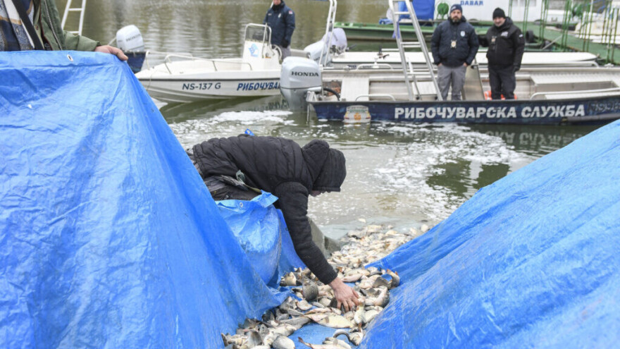 Poribljavanje na 23 lokacije: Biće ispušteno 17.600 kilograma riblje mlađi