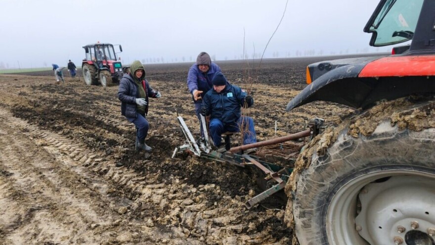 Novih 200.000 sadnica za pošumljavanje obala kanala
