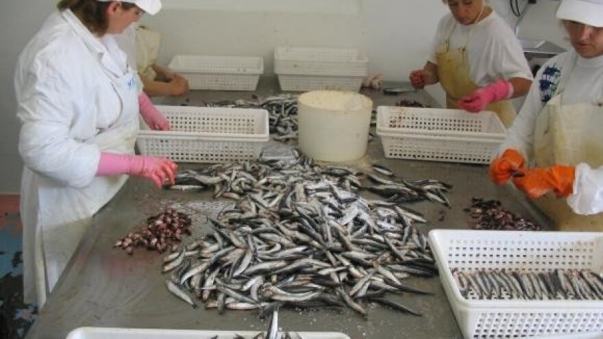 Inčuni iz Starog Grada na Hvaru zaludili talijansko tržište