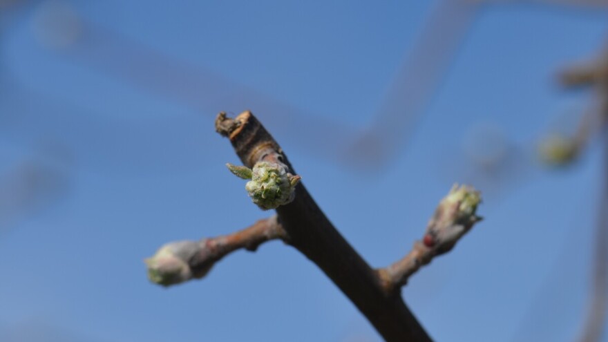 Prognozirane padavine mogu prouzrokovati bolesti na jabuci i krušci, šta činiti?