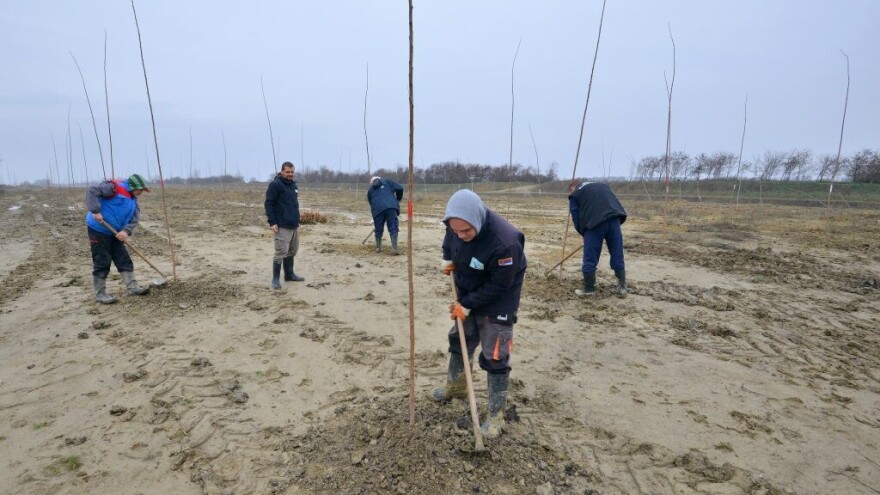 U ovogodišnjoj sezoni pošumljavanja 220.000 novih sadnica