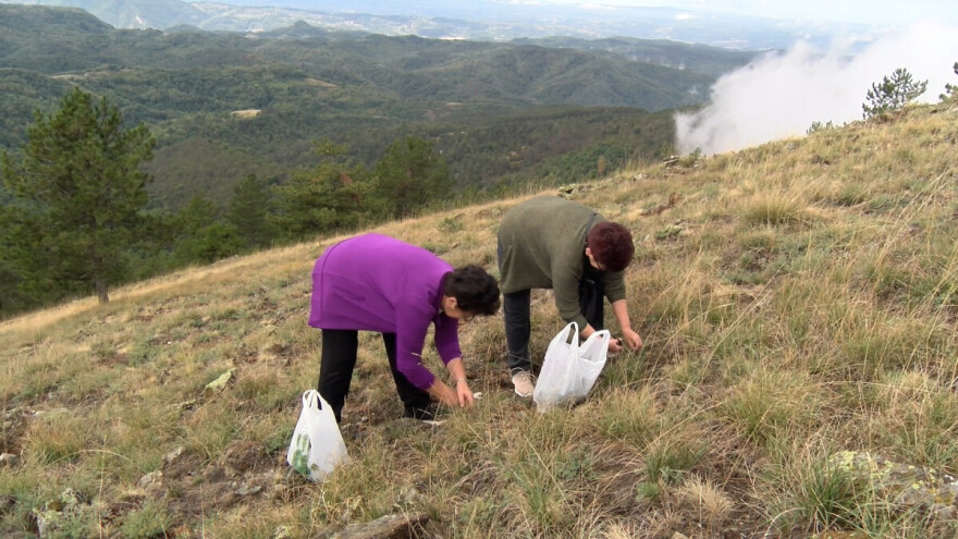 Ozren oživio uz berbu ive: "Djelotvornija je ako se ubere na ovaj dan"