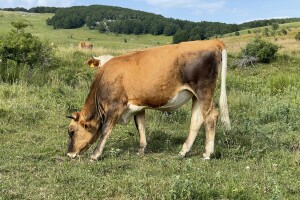 Do kraja godine novi program i posebna mjera za razvoj pašnjačkog stočarstva na kršu