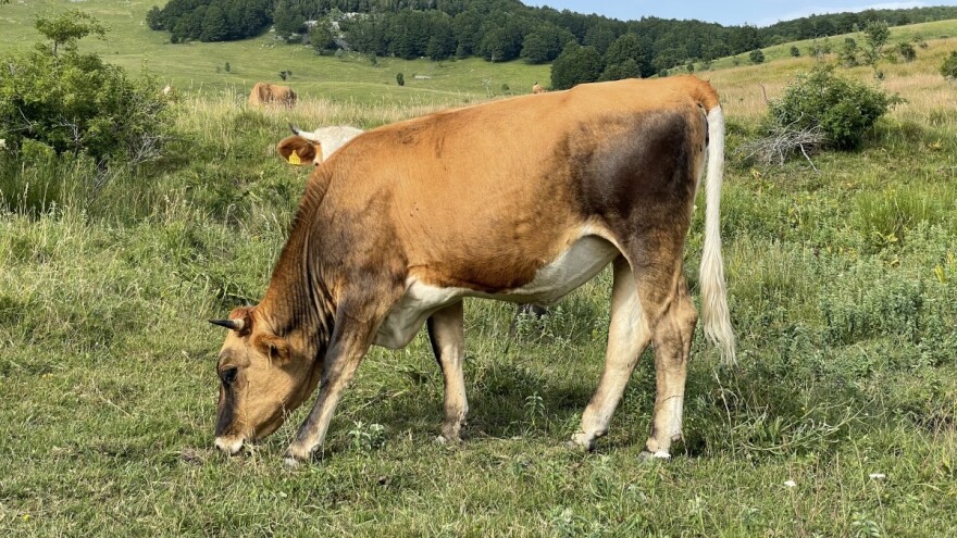 Do kraja godine novi program i posebna mjera za razvoj pašnjačkog stočarstva na kršu