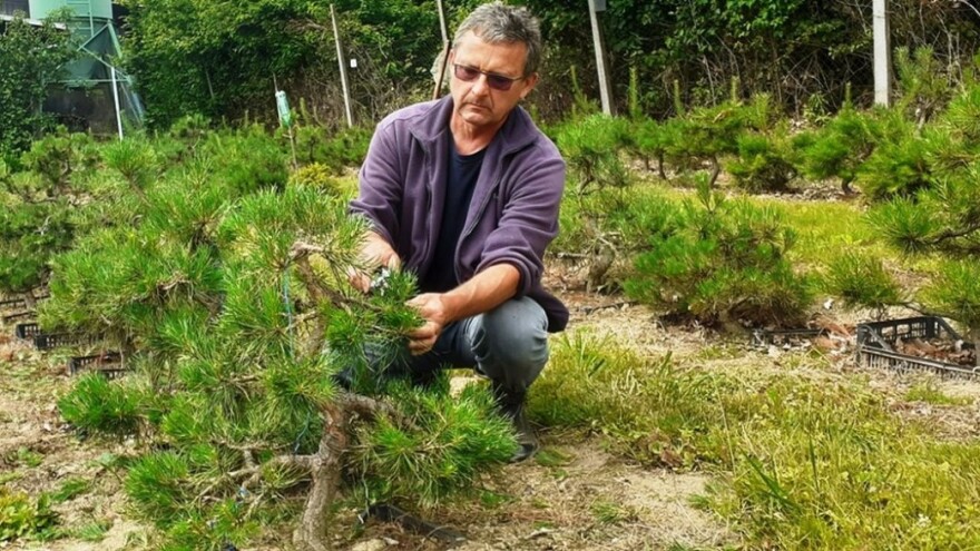 Bon znači posuda, sai drvo, a kako uspješno uzgojiti bonsai?