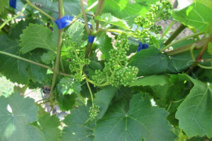 Bayer savjeti za vinogradare 5.6.-12.6.2017.