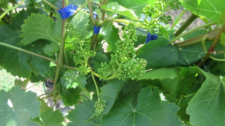 Bayer savjeti za vinogradare 5.6.-12.6.2017.