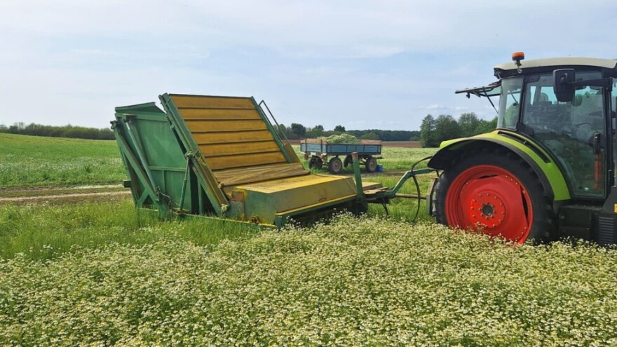 Slaven Puzjak krenuo s berbom kamilice: To je kultura s tradicijom i stabilnom cijenom