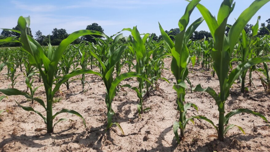 Zemljišna pokorica nakon kiše i vrućina: Šta sada uraditi?
