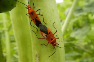 Sterilni mužjaci štetnih insekata zameniće insekticide?