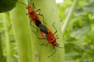 Sterilni mužjaci štetnih kukaca zamijenit će insekticide?