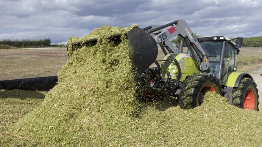 Probavljivost silažnih hibrida kukuruza utječe na proizvodnju mlijeka, što treba znati?
