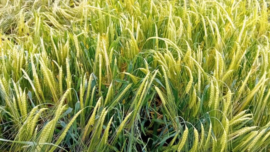 Posavska pšenica obećava, dosta ječma stradalo