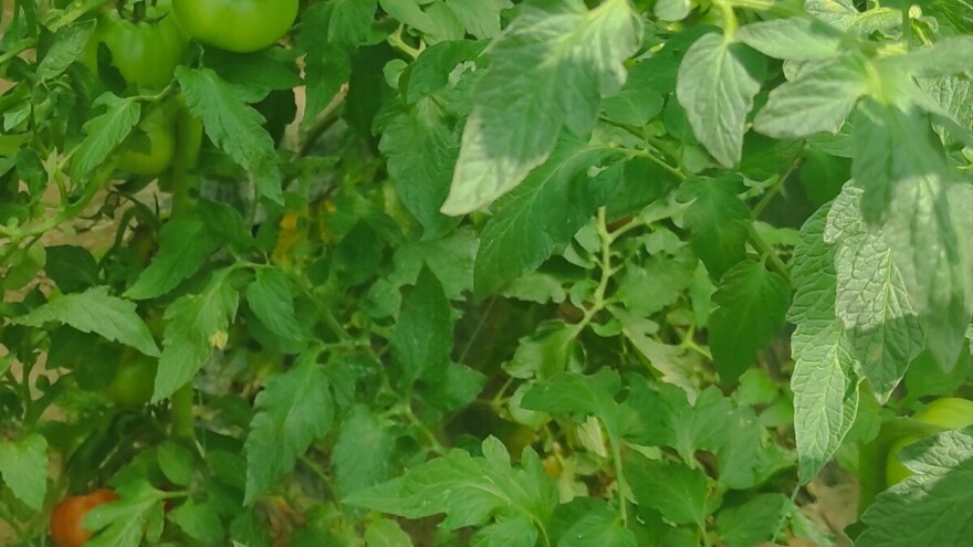 Paradajzov moljac postaje sve brojniji. Kako ga suzbiti?