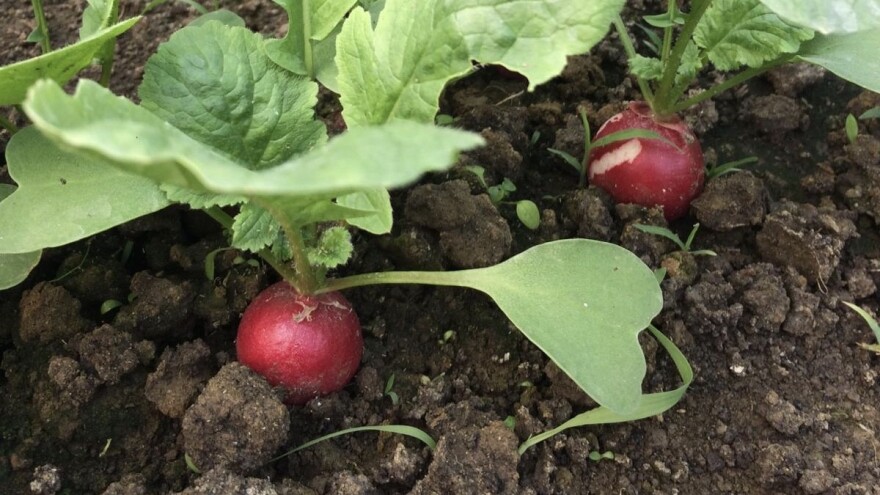 Inicijativa Sjeme je naše ljudsko pravo: I dalje nemamo odgovore na pitanja o zakonu