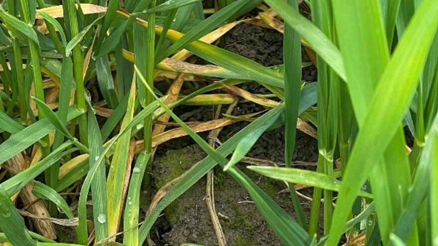 Šta je pokazao monitoring sortnih ogleda strnih žita?