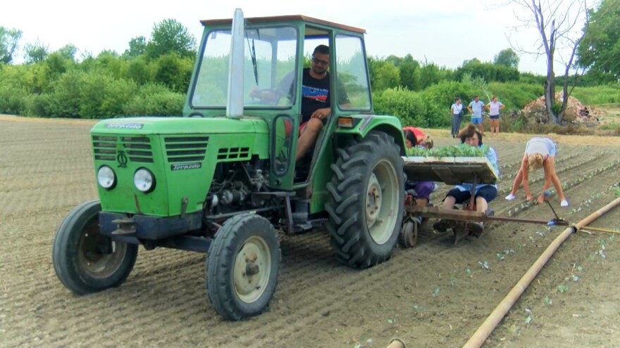 Koje je optimalno vrijeme u danu za sadnju kupusa?