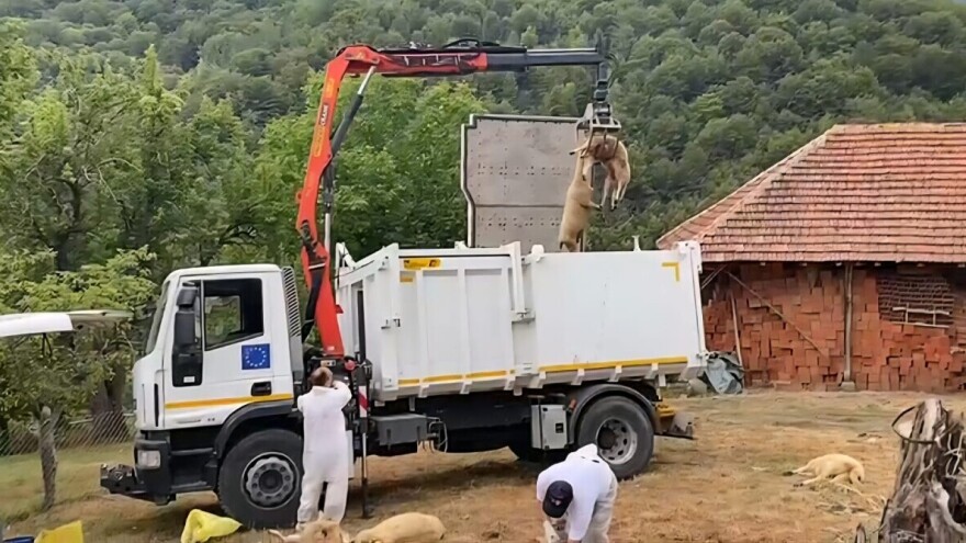 Nakon Slovenije, bolest plavog jezika potvrđena i u Srbiji