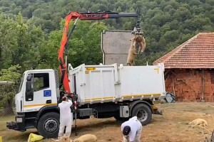 Bolest plavog jezika potvrđena kod ovaca na dva gazdinstva u opštini Bosilegrad