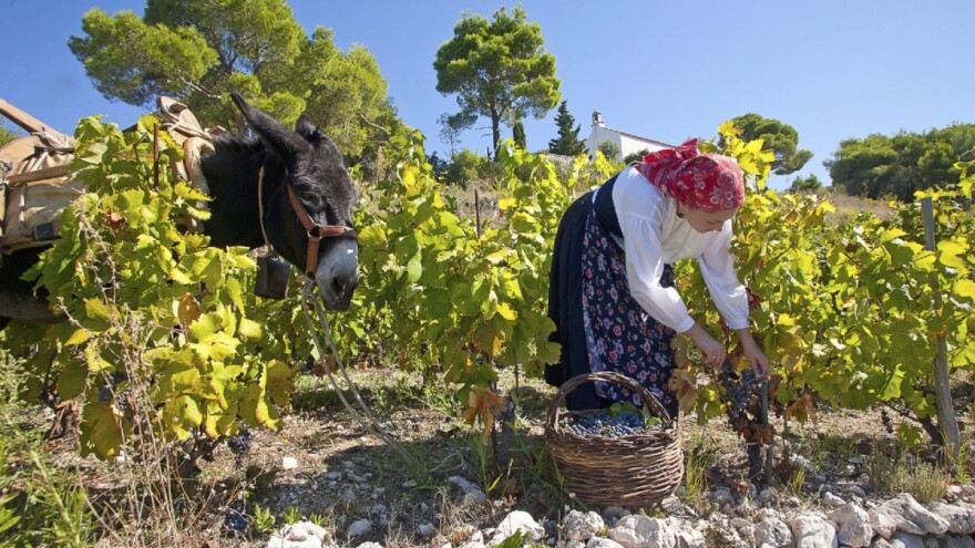Započeo je prvi Festival peljeških podruma i trajat će sve do 15. lipnja