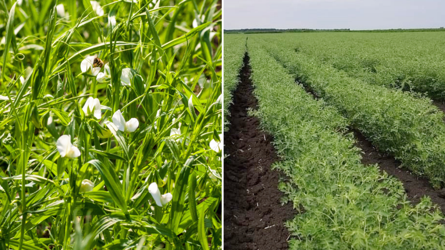 Standardne žitarice odlaze u prošlost: Razmislite o leći i nautu
