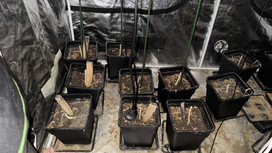 U kućnoj laboratoriji uzgajao marihuanu