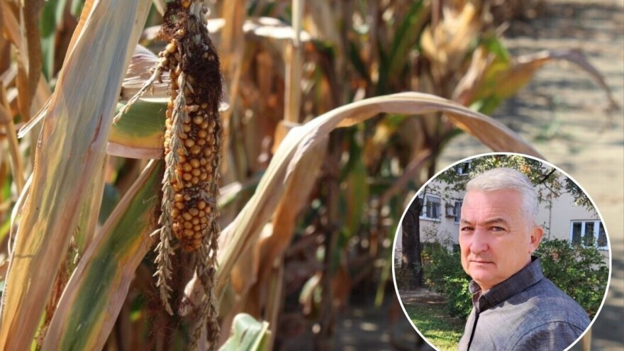 Procene: Gubici zbog suše u biljnoj proizvodnji oko 670 miliona dolara?