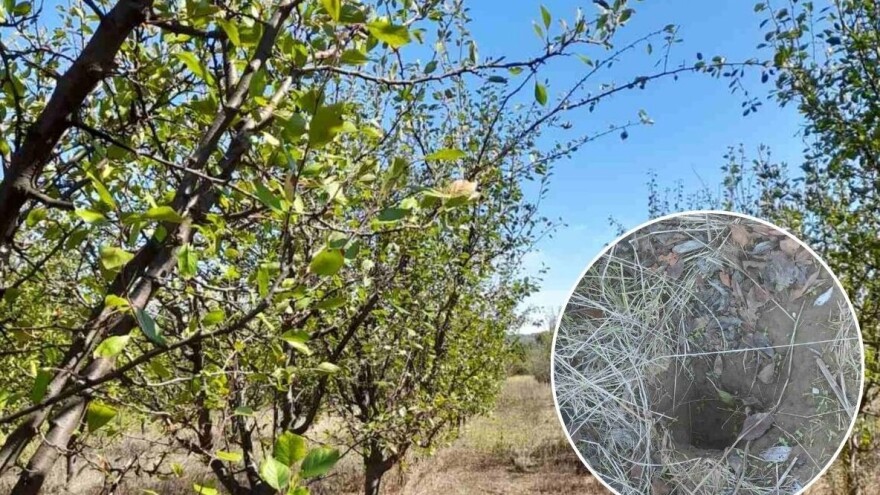 Poljski miševi i voluharice prave probleme u voćnjacima. Koje mere preduzeti?