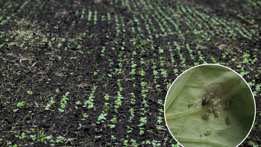 Vreme je za zaštitu uljane repice od štetočina