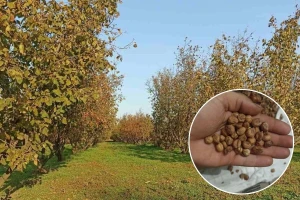 Uprkos suši lešnik dobro rodio, a kupaca uvek ima