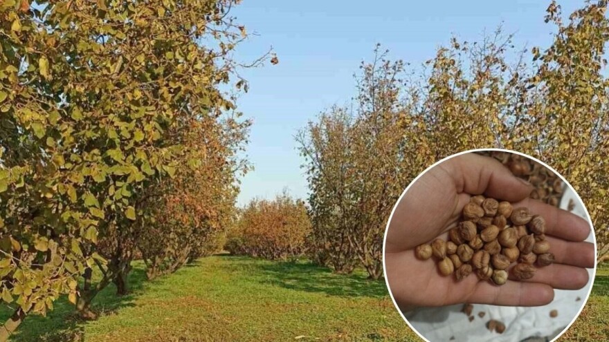 Uprkos suši lešnik dobro rodio, a kupaca uvek ima