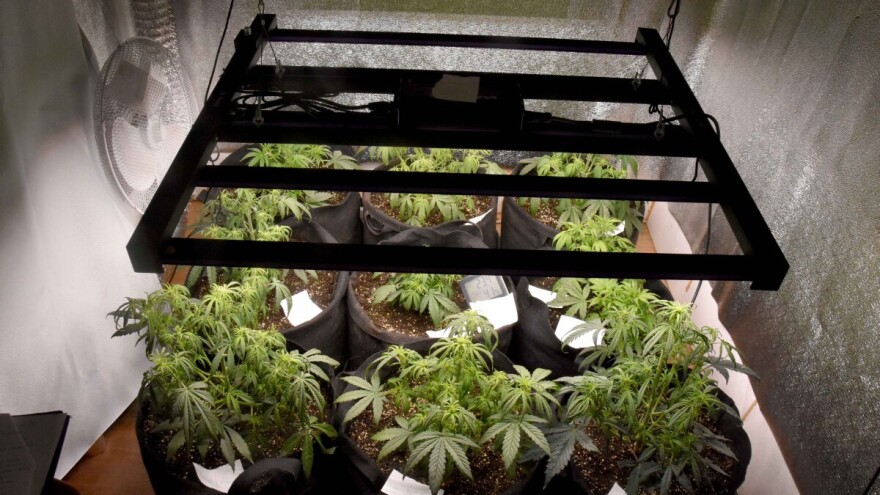 U improvizovanoj laboratoriji uzgajali marihuanu - uhapšene dve osobe