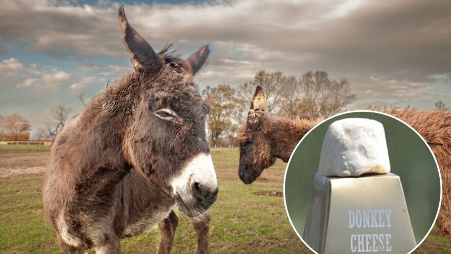 Najskuplji sir na svijetu proizvode naše komšije - kilogram košta 1.200 eura