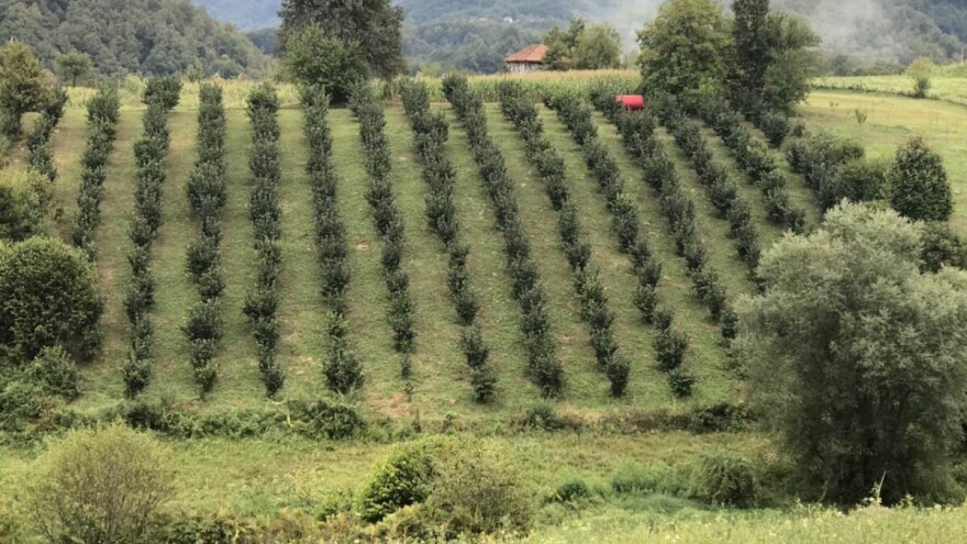 Vladan Jovanović - prvi proizvođač lešnika iz Malog Zvornika