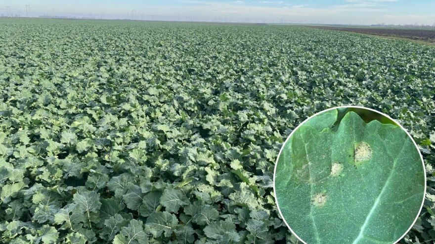 Proizvođači oprez: U usevima uljane repice uočena siva trulež i vaši